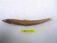 藏品(鹿兒島水珍魚)的圖片